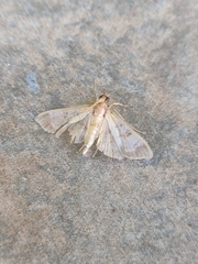 Diacme mopsalis