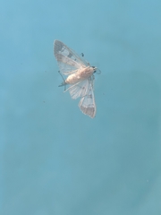 Diacme mopsalis