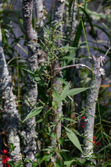 Amaranthus cannabinus