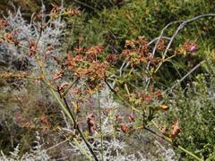 Pelargonium hispidum