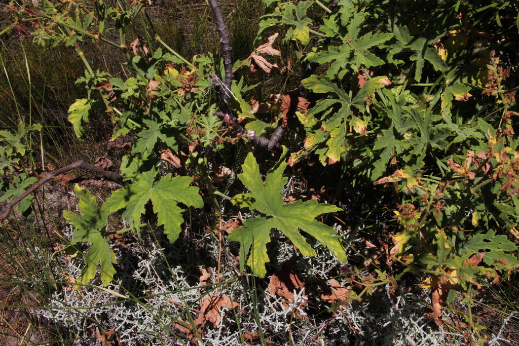 Hispid pelargonium