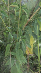 Salvia urolepis