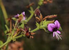 Pelargonium hispidum