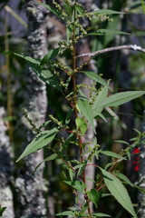 Amaranthus cannabinus