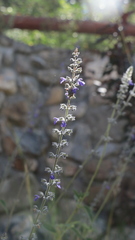 Salvia urolepis