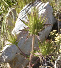 Berkheya carlinoides