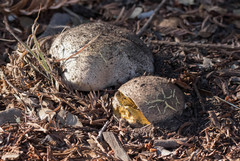 Butyriboletus persolidus