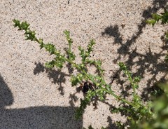 Salsola kali kali