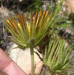 Berkheya carlinoides