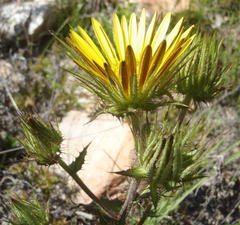 Berkheya carlinoides