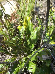 Berkheya carlinoides