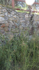 Salvia urolepis