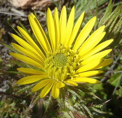 Berkheya carlinoides