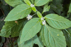 Alternanthera pubiflora