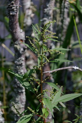 Amaranthus cannabinus