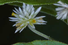 Alternanthera pubiflora