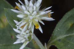 Alternanthera pubiflora