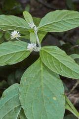 Alternanthera pubiflora