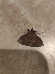 Phlyctaina irrigualis