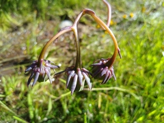 Roldana sessilifolia