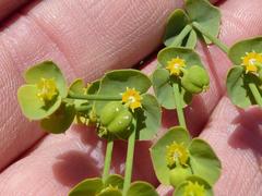 Euphorbia striata