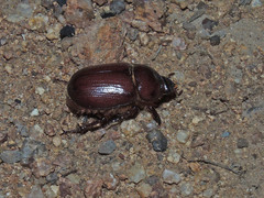 Oxygrylius ruginasus
