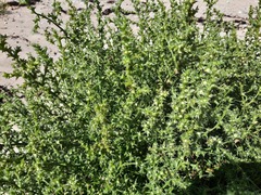 Salsola kali kali