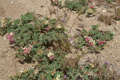 Acmispon grandiflorus