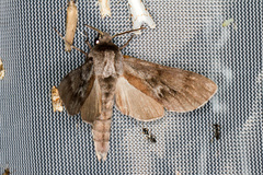 Lapara coniferarum