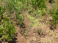 Euphorbia striata