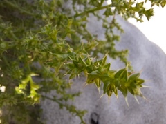 Salsola kali kali