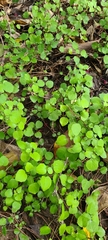 Fuchsia procumbens