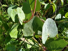 Roldana sessilifolia