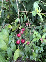 Cestrum fasciculatum