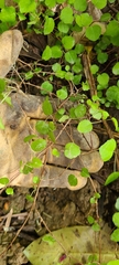 Fuchsia procumbens