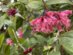 Cestrum fasciculatum