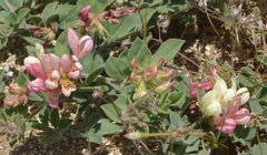 Acmispon grandiflorus