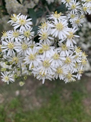 Olearia phlogopappa