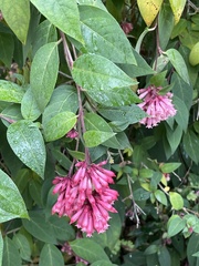 Cestrum fasciculatum