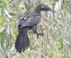 Phalacrocorax sulcirostris