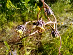 Roldana sessilifolia