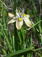 Moraea vegeta