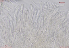 Proliferodiscus pulveraceus