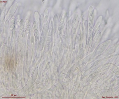 Proliferodiscus pulveraceus