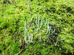 Cladonia imbricata