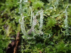 Cladonia imbricata