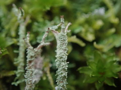 Cladonia imbricata