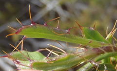 Cullumia aculeata sublanata
