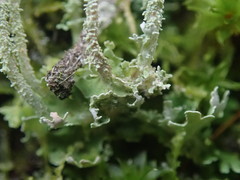 Cladonia imbricata