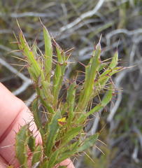 Cullumia aculeata sublanata